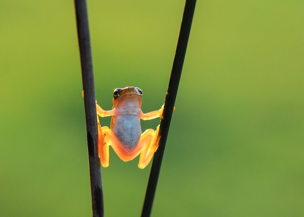Glowing Orange Frog