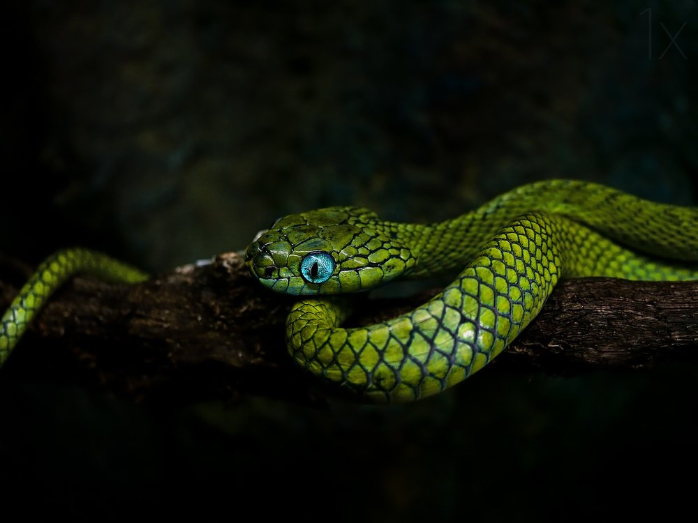 Vivid Green Snake Eyes