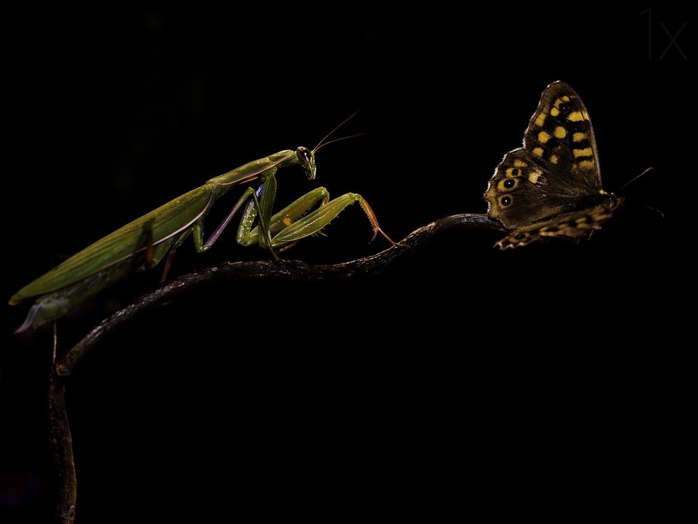 Mantis and Butterfly Encounter