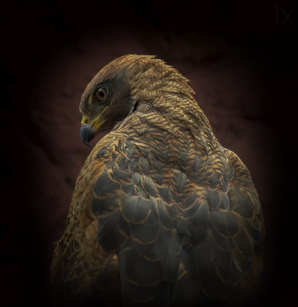 Majestic Hawk Profile