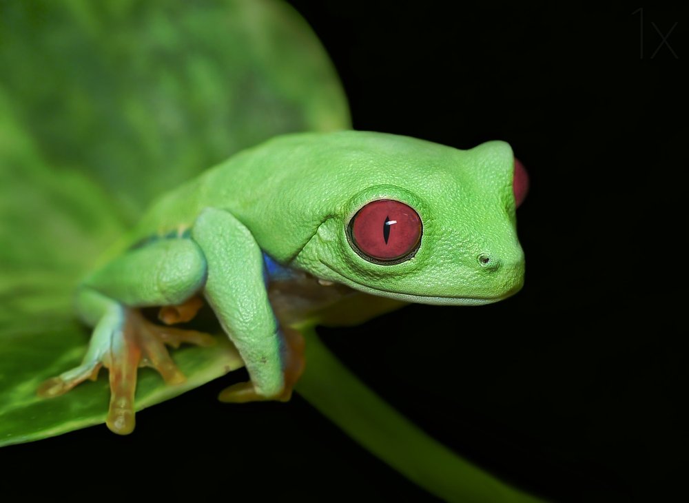 Vivid Red Eyed Frog