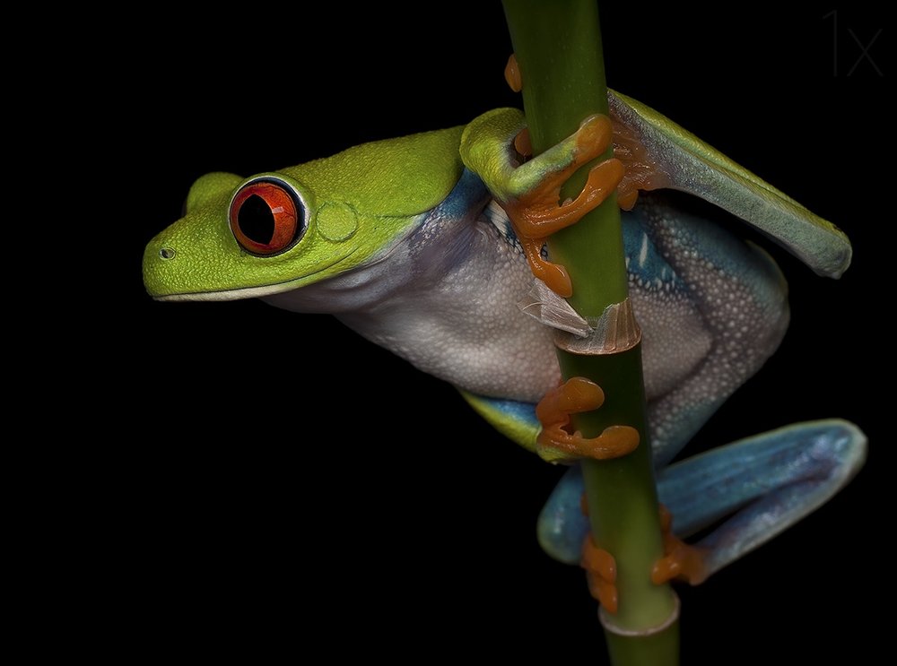 Red-Eyed Tree Frog