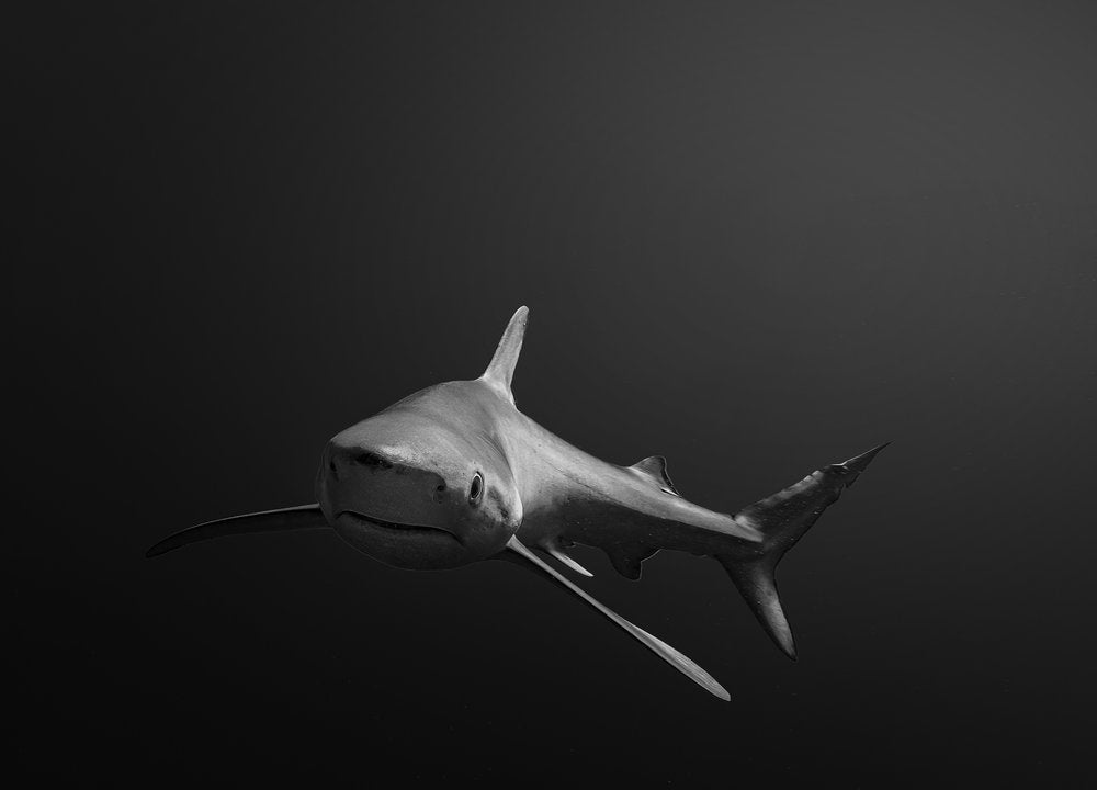 Deep Ocean Hunter