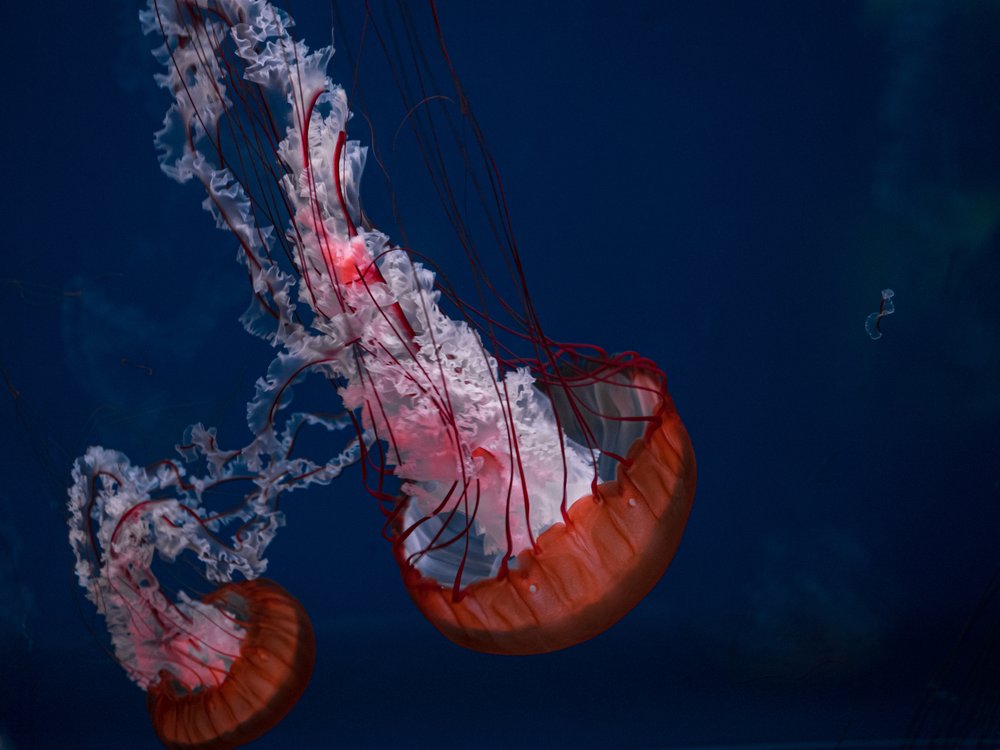Ethereal Deep Sea Jellyfish