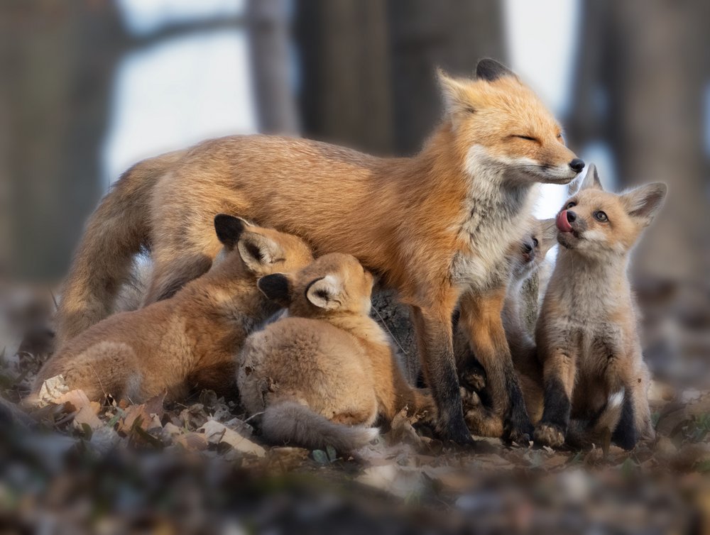 Red Fox Family Moment