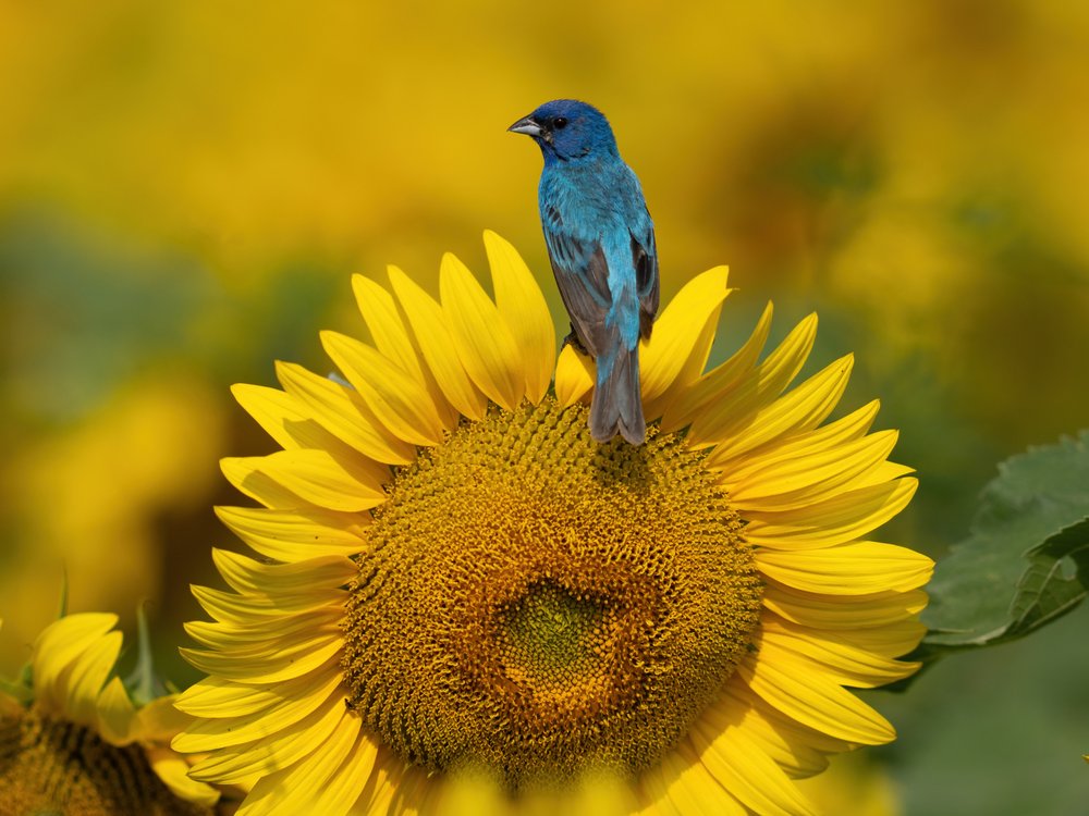 Bird on Sunflower