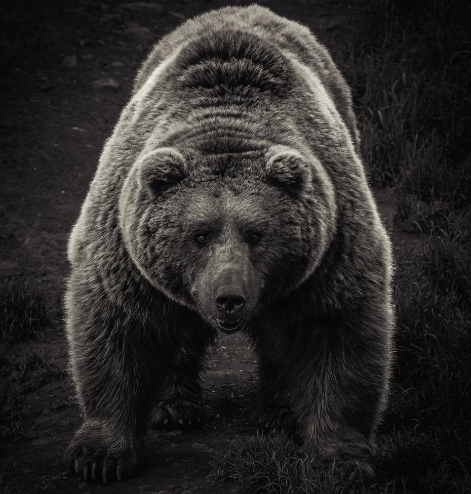 Powerful Grizzly Bear