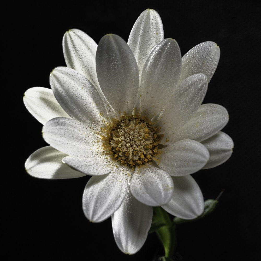 White Flower Dew Drops