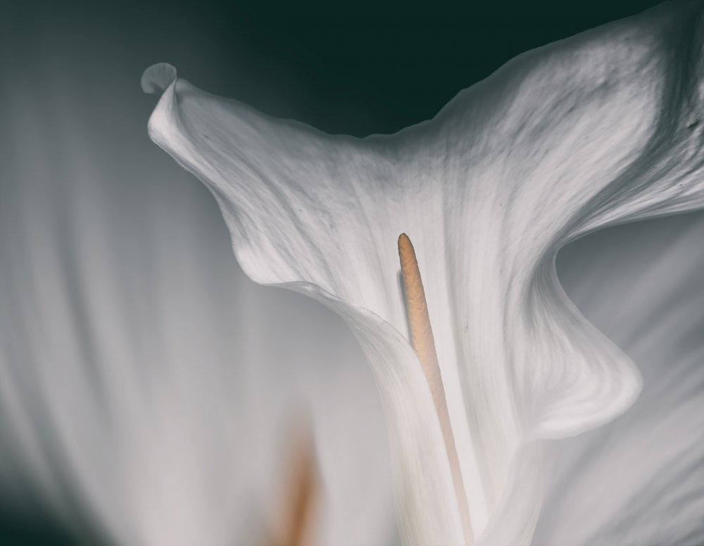 Soft Calla Lily