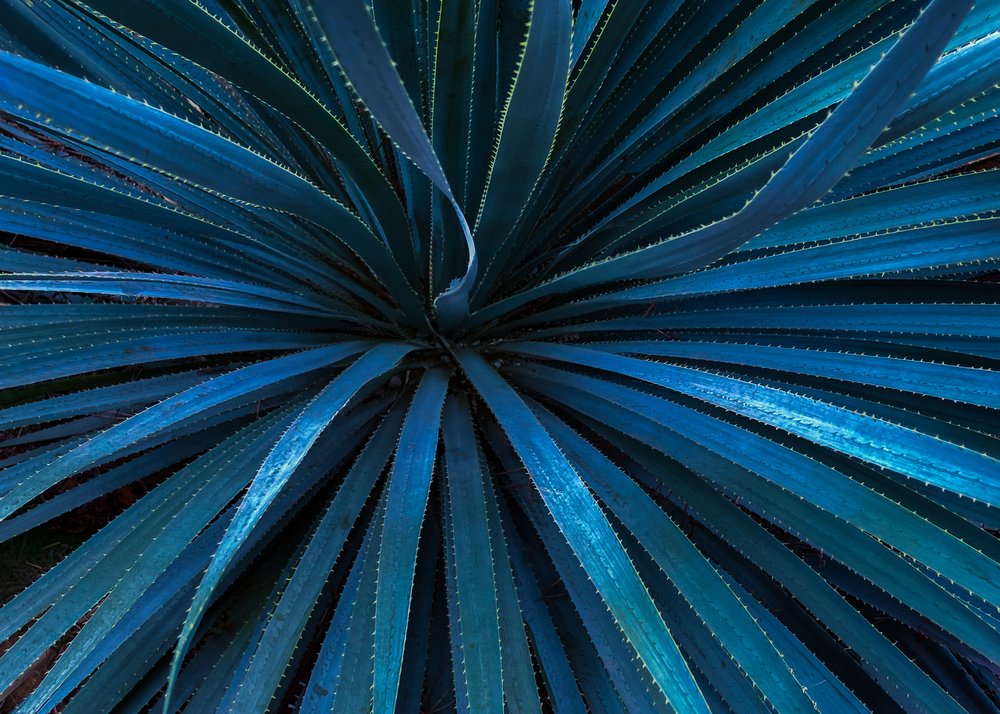 Deep Blue Agave