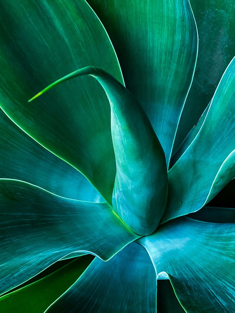 Agave Teal Serenity