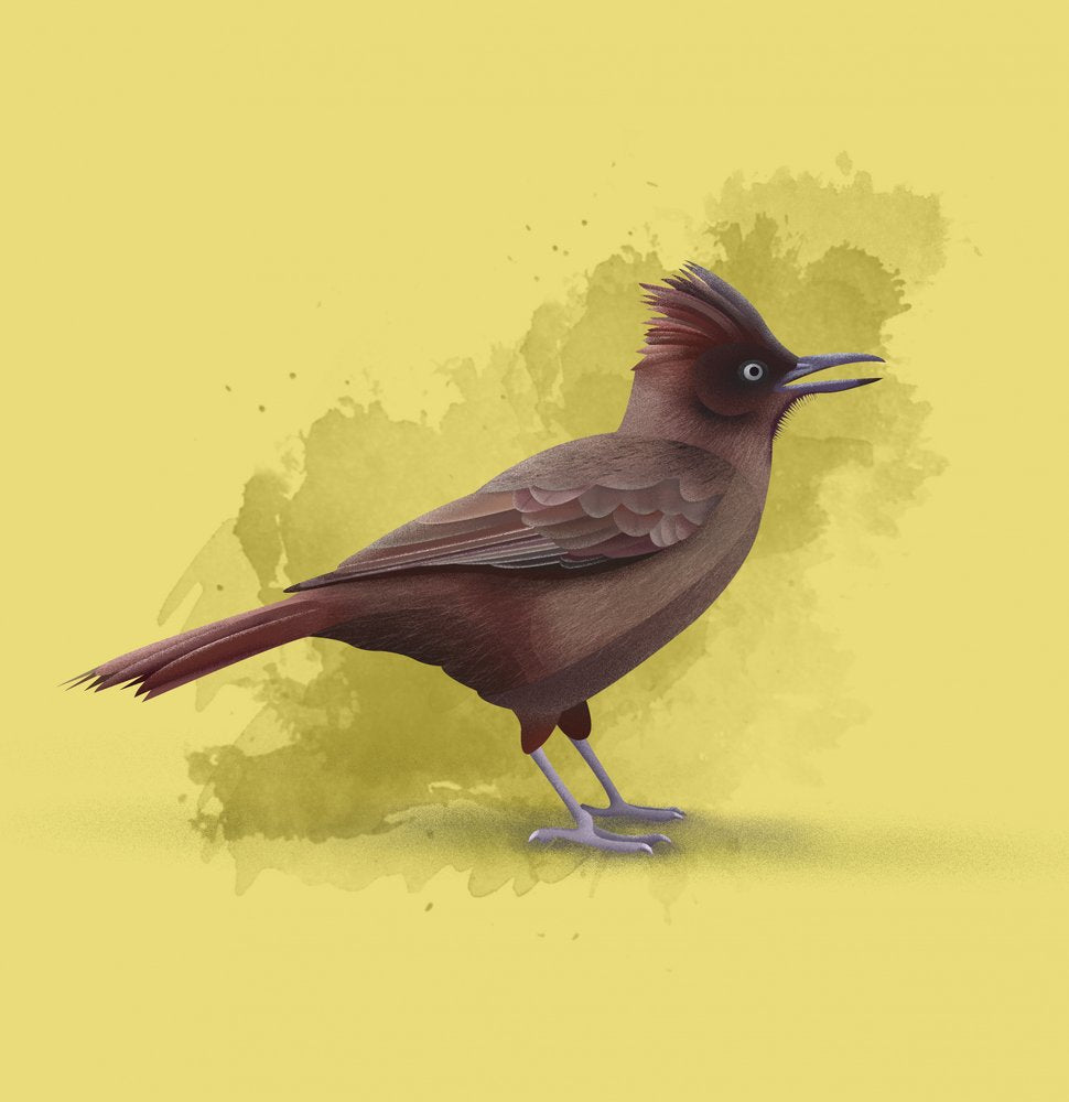 Singing Crested Bird