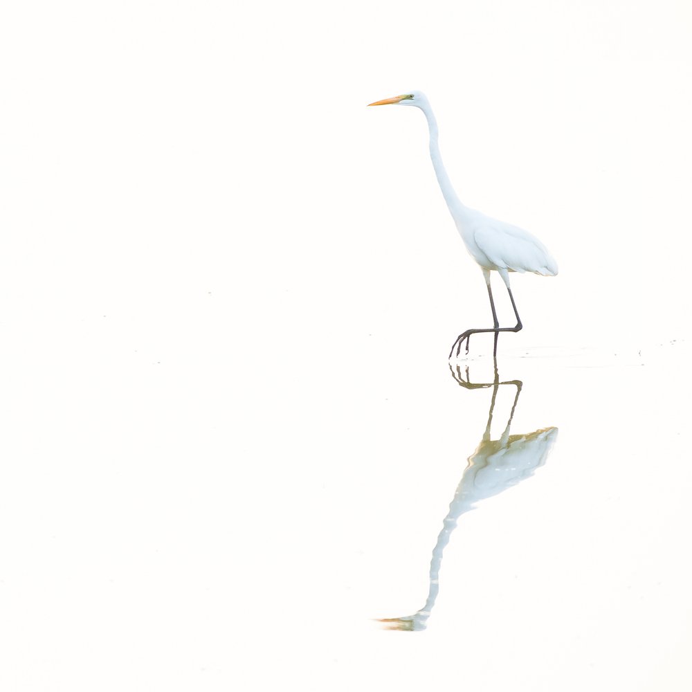 Serene Egret Reflection