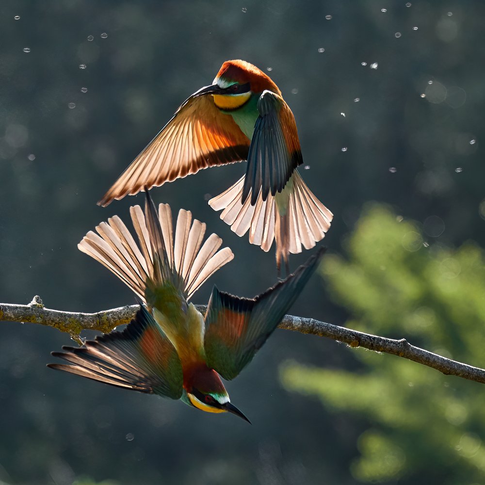 Golden Winged Birds