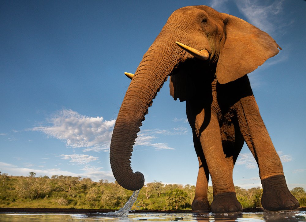 Majestic Elephant Drinks Water