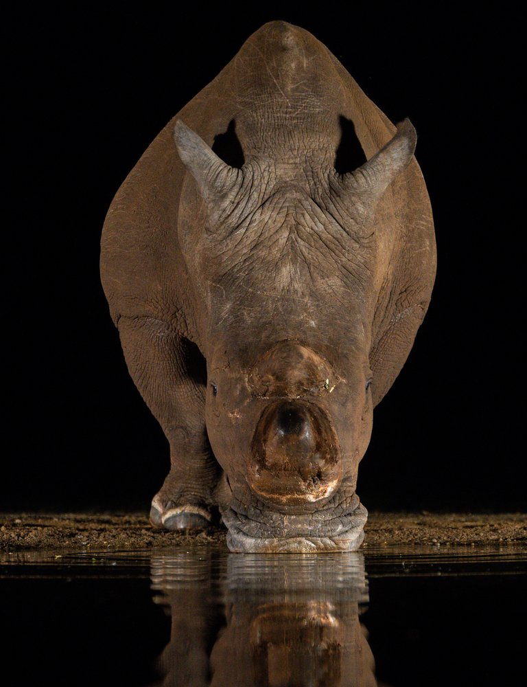 Rhino Water Reflection