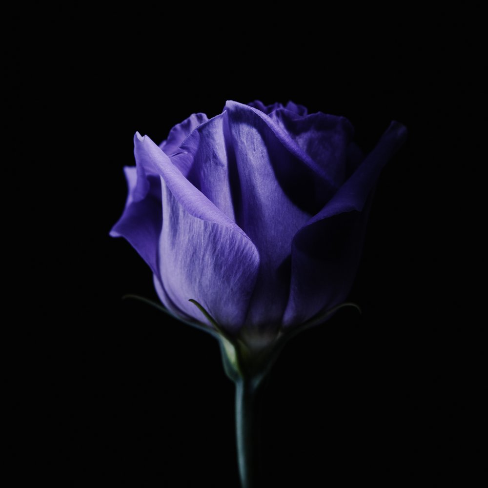 Moody Purple Rose