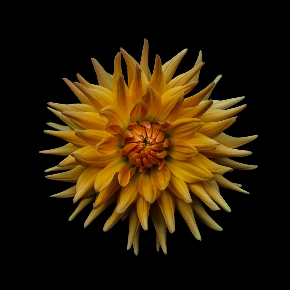 Golden Orange Dahlia