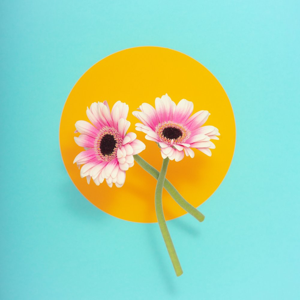Vibrant Pink Daisies