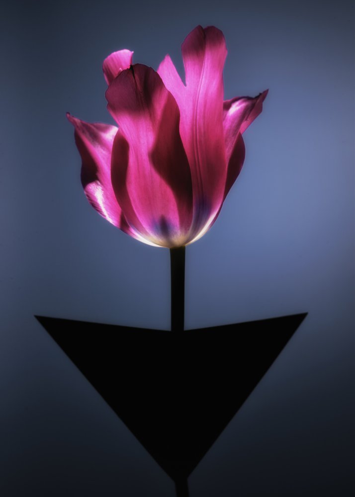 Vibrant Pink Tulip Glow