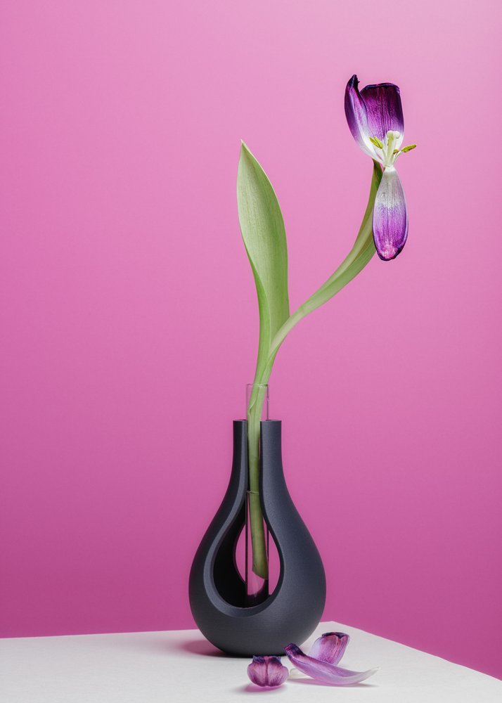 Elegant Fading Tulip
