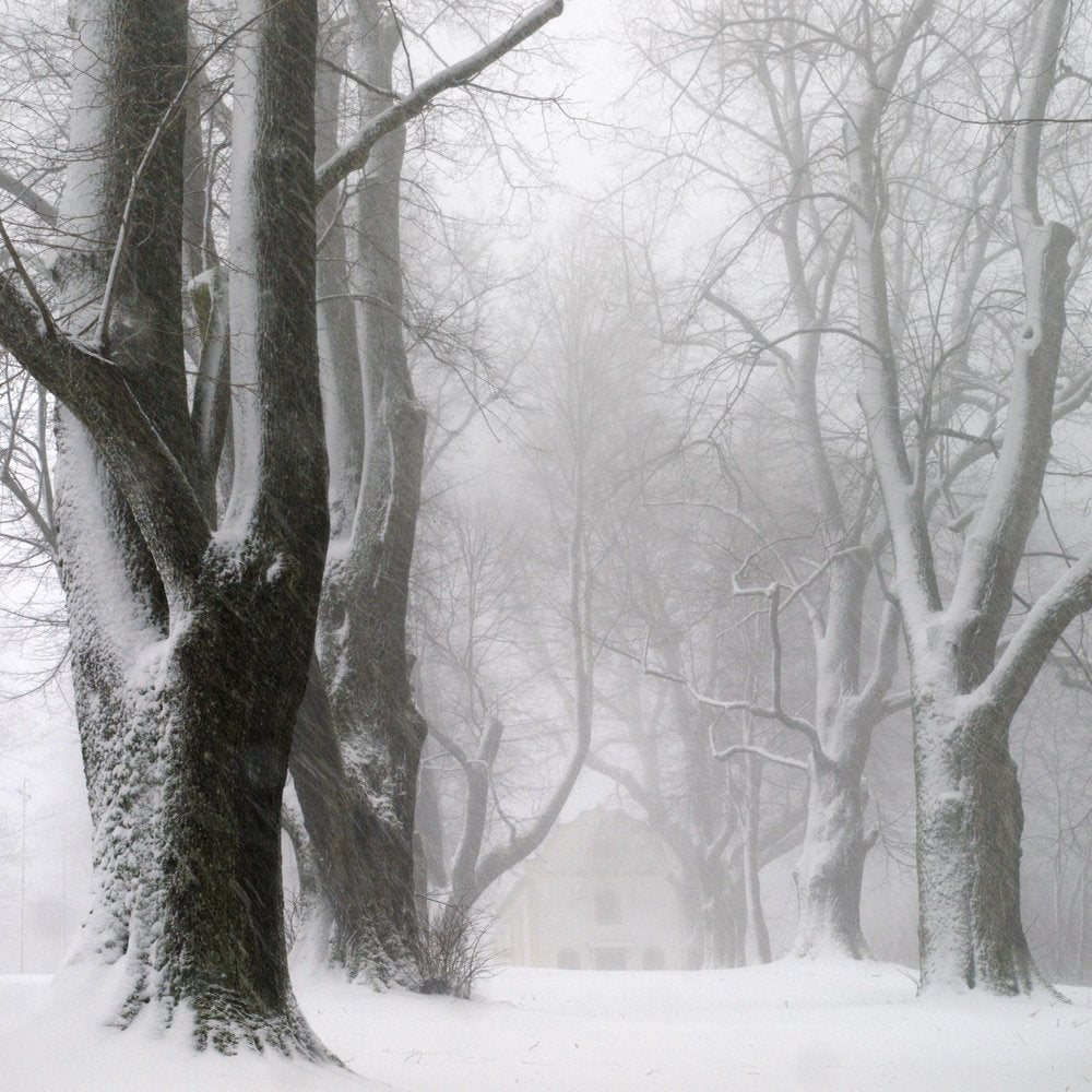Misty Snowy Trees