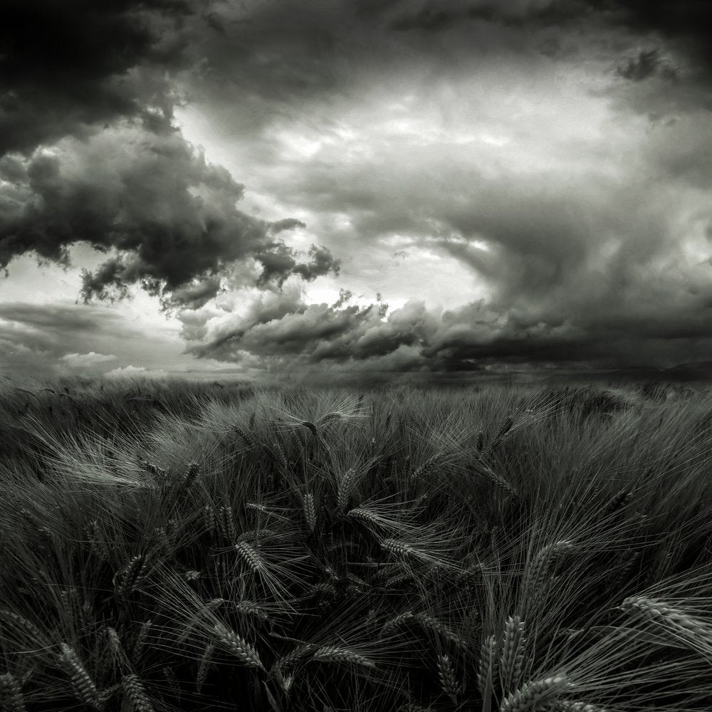 Stormy Wheat Field