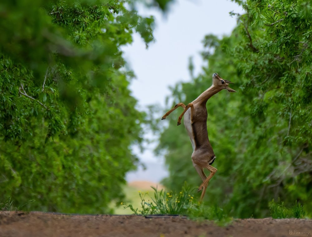 Gerenuk Reaching for Leaves