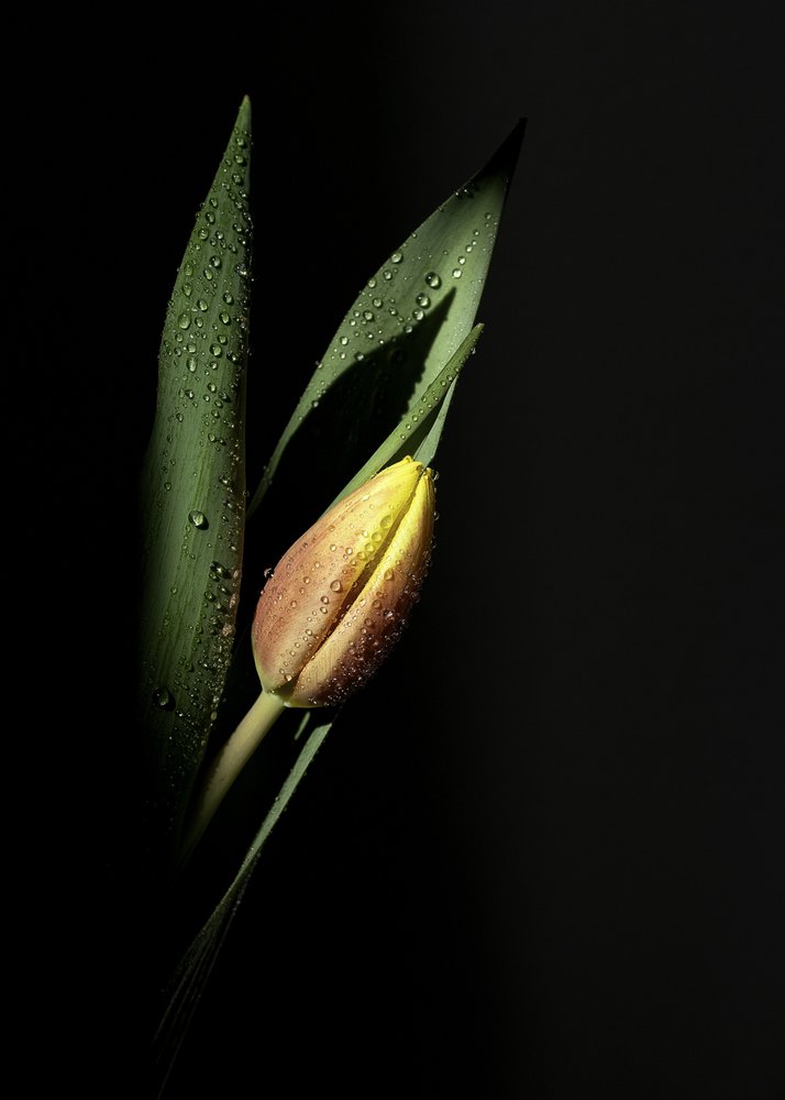 Dewy Tulip Bud