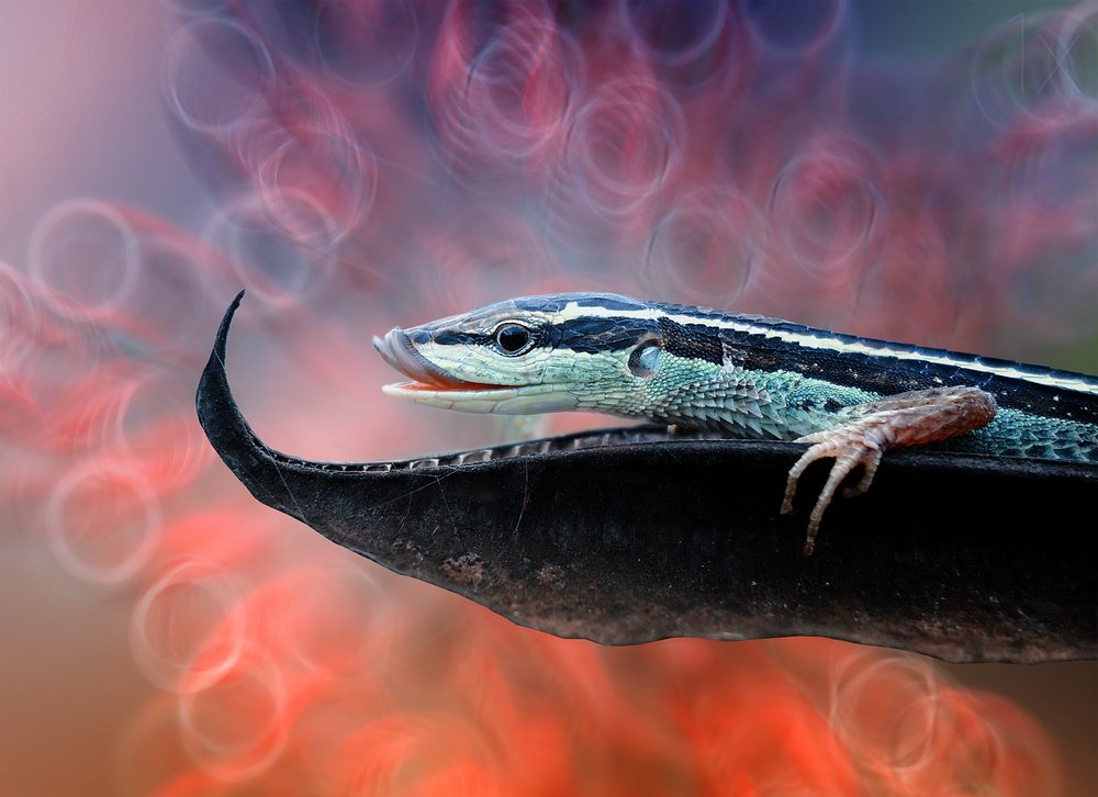 Dreamy Striped Lizard