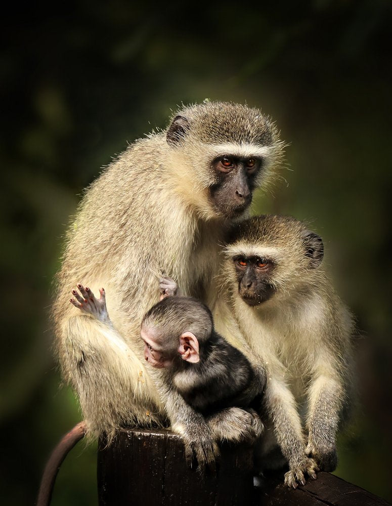 Tender Monkey Family