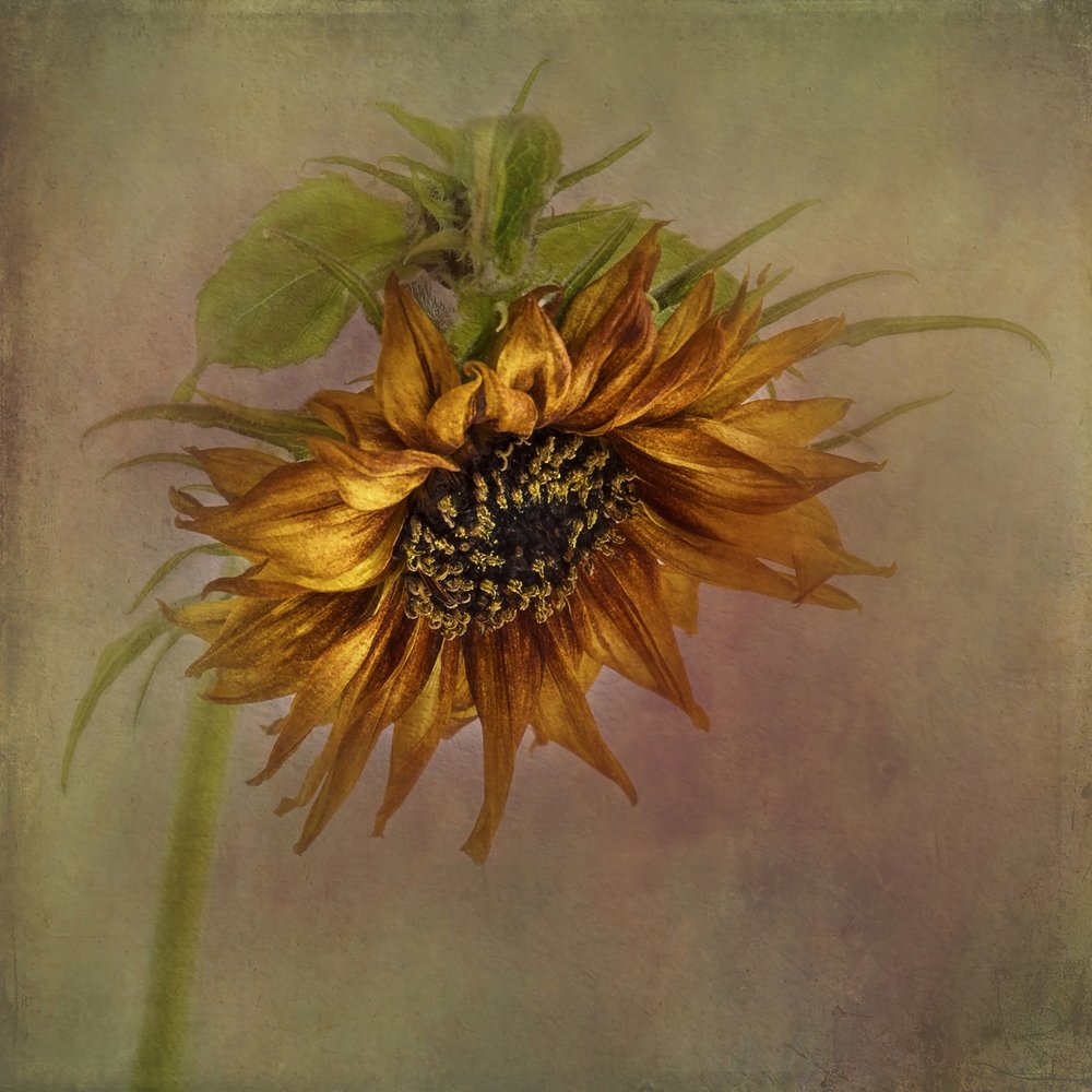 Golden Autumn Sunflower