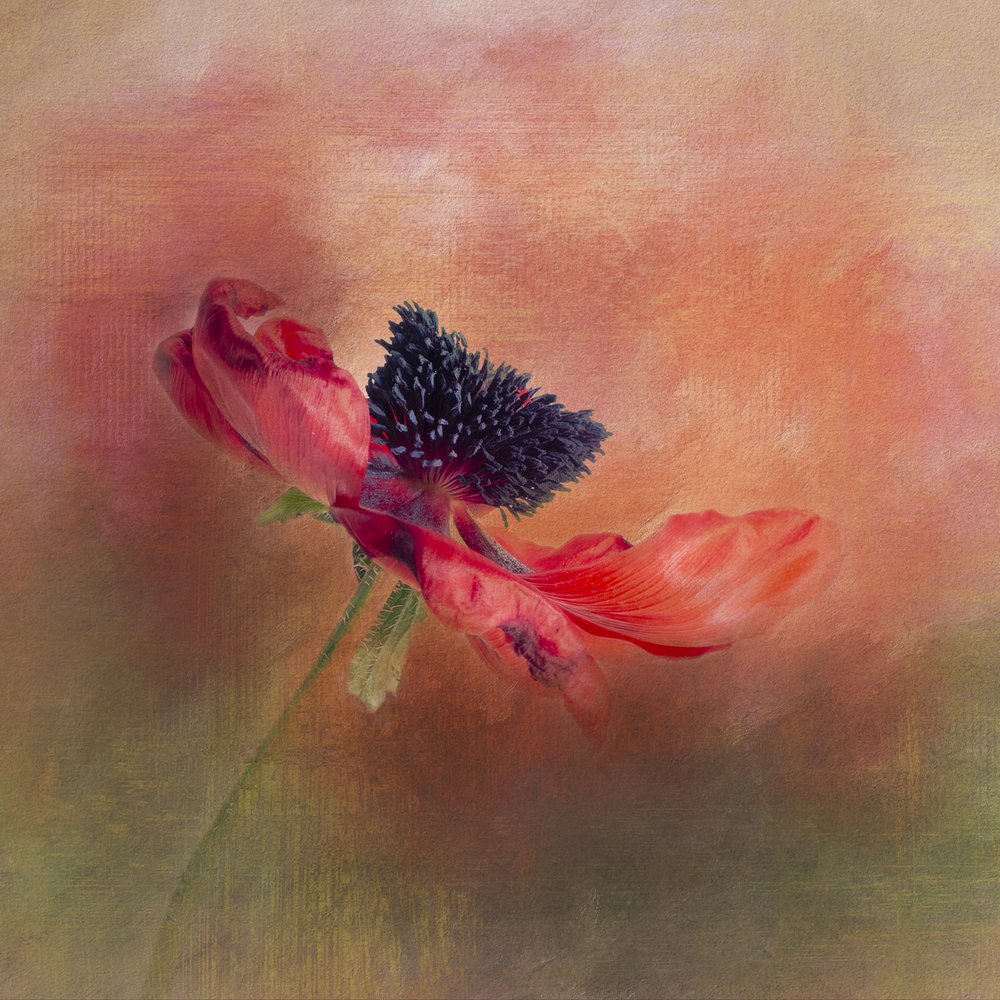 Vibrant Poppy Bloom