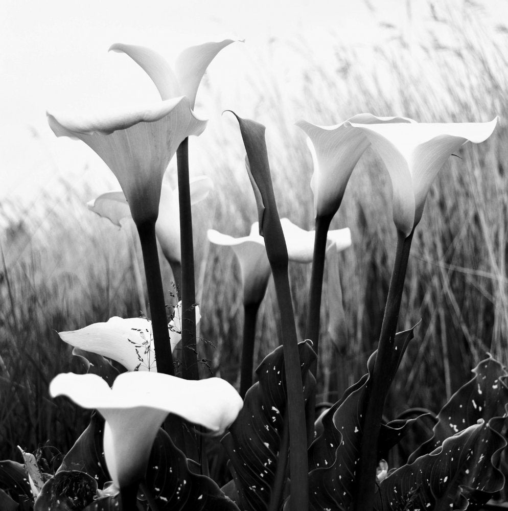 Monochrome Calla Lilies