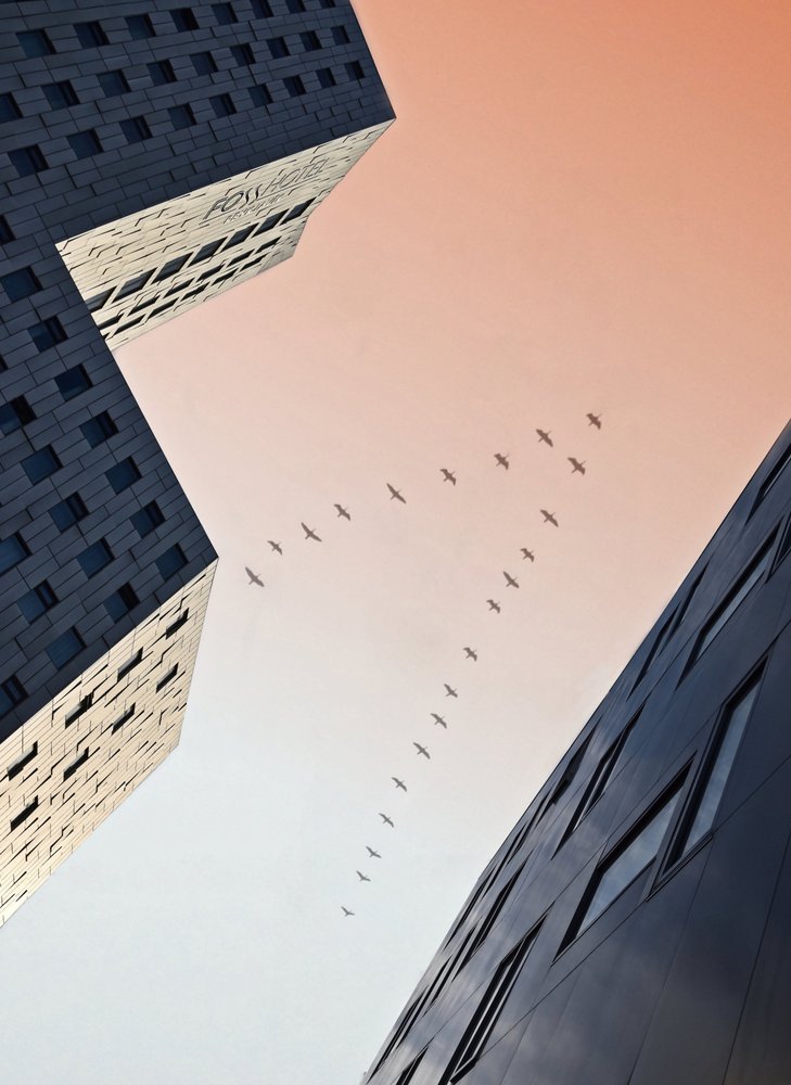 Skyward Flight Between Buildings