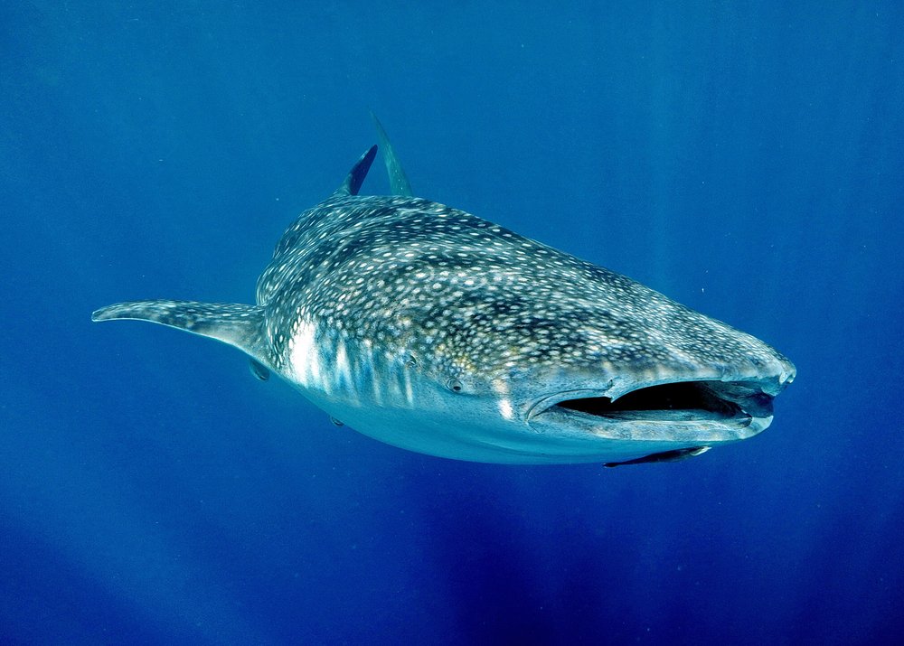 Gentle Giant Underwater