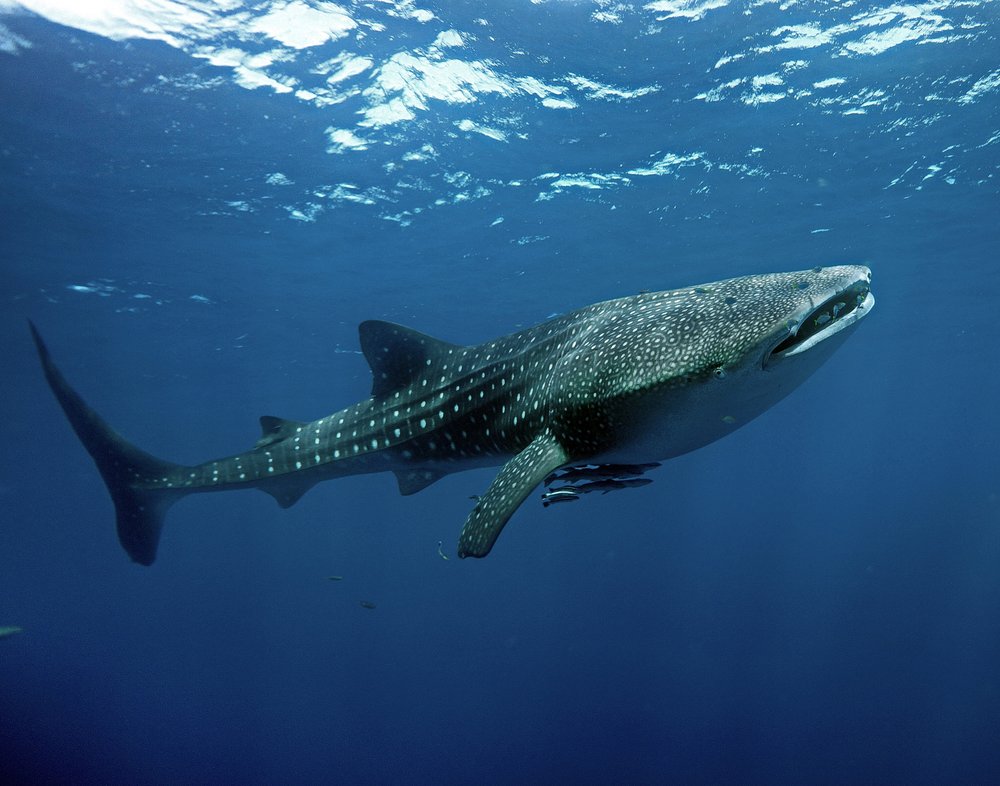 Majestic Whale Shark