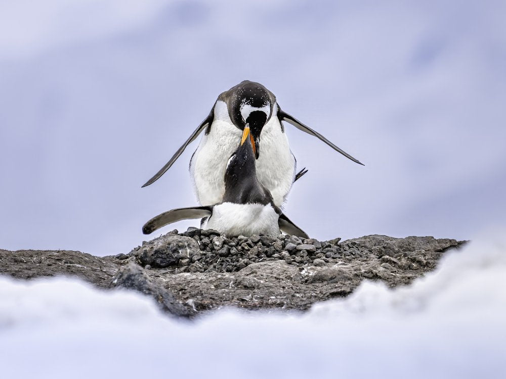 Penguin Chick Feeding