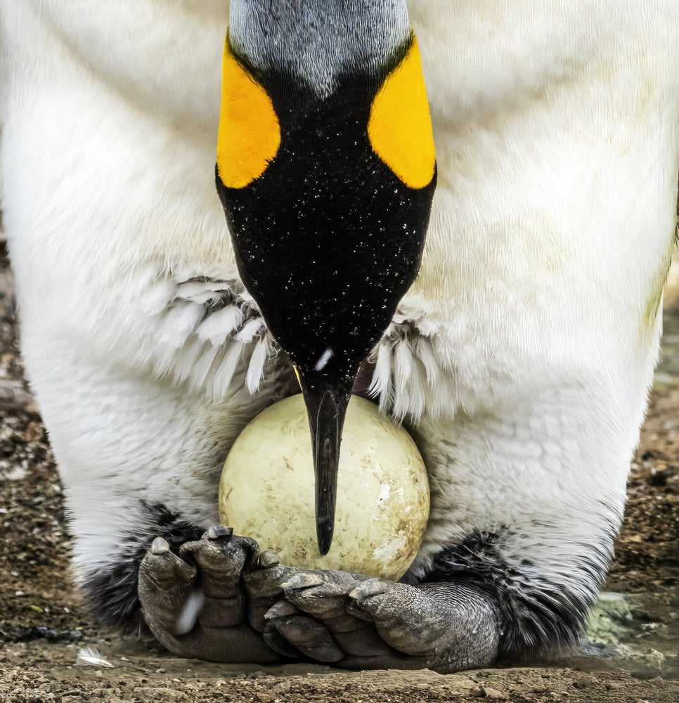Penguin Incubation Moment