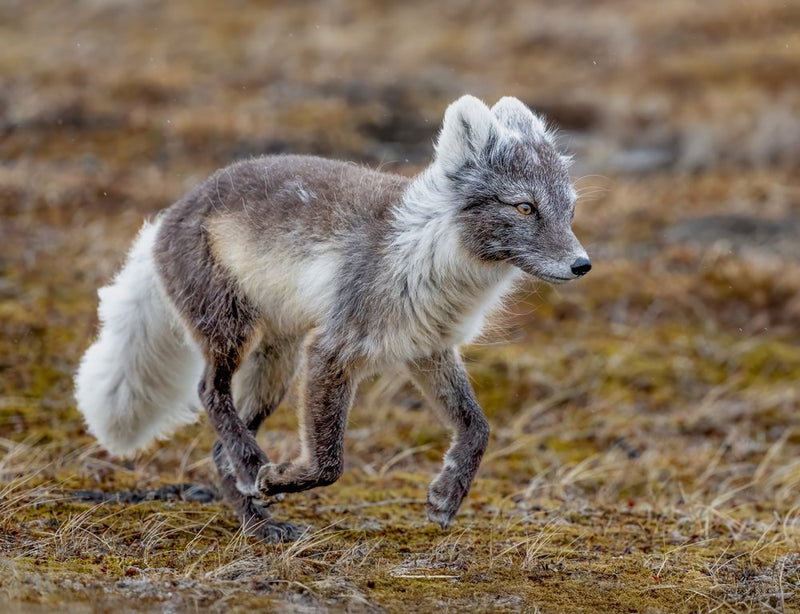 Arctic Fox In Motion