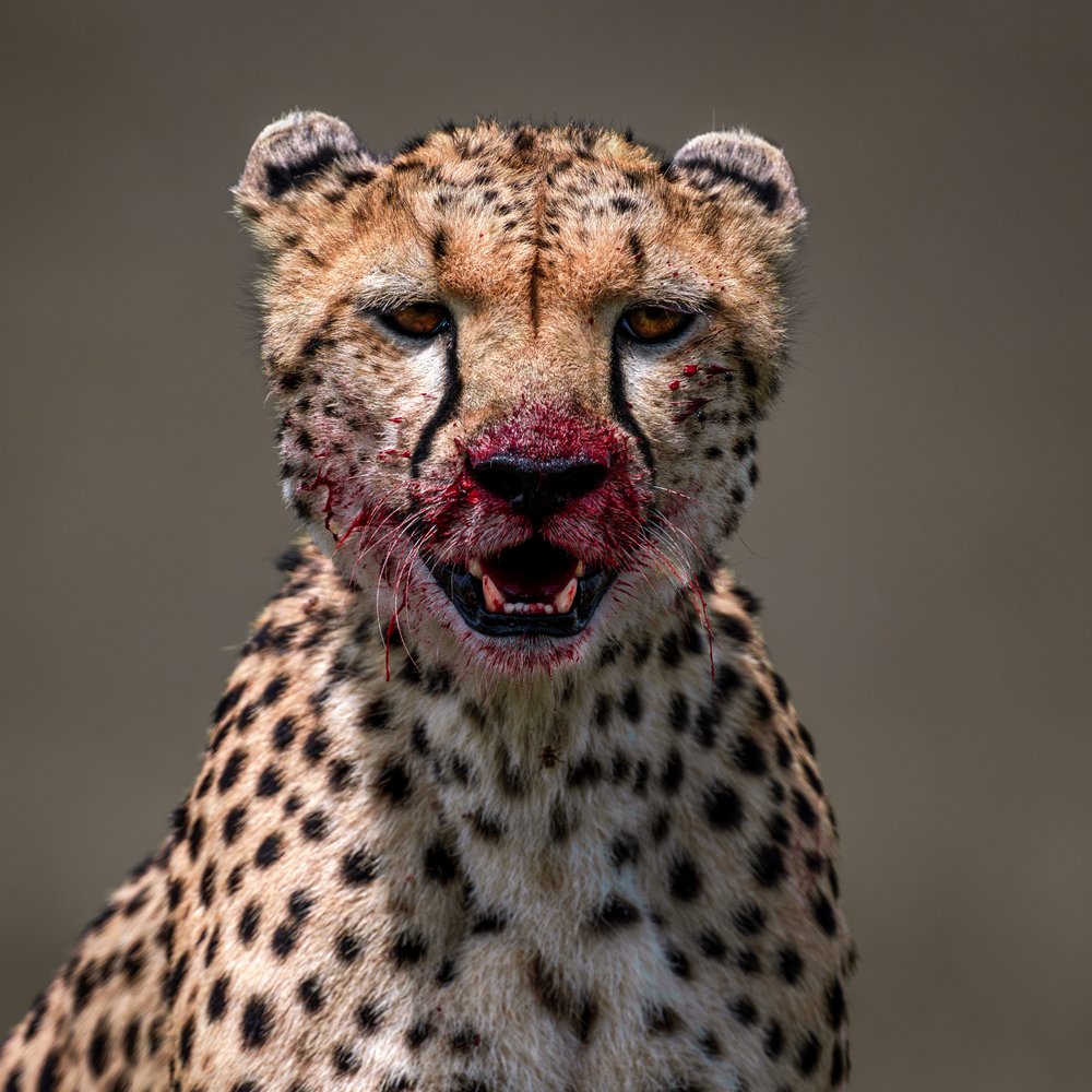 Bloody Cheetah Gaze