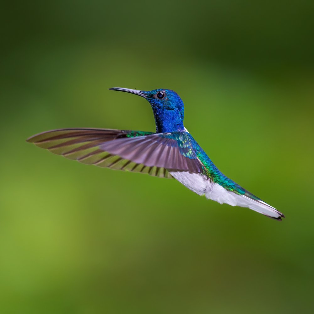 Vibrant Hummingbird Flight