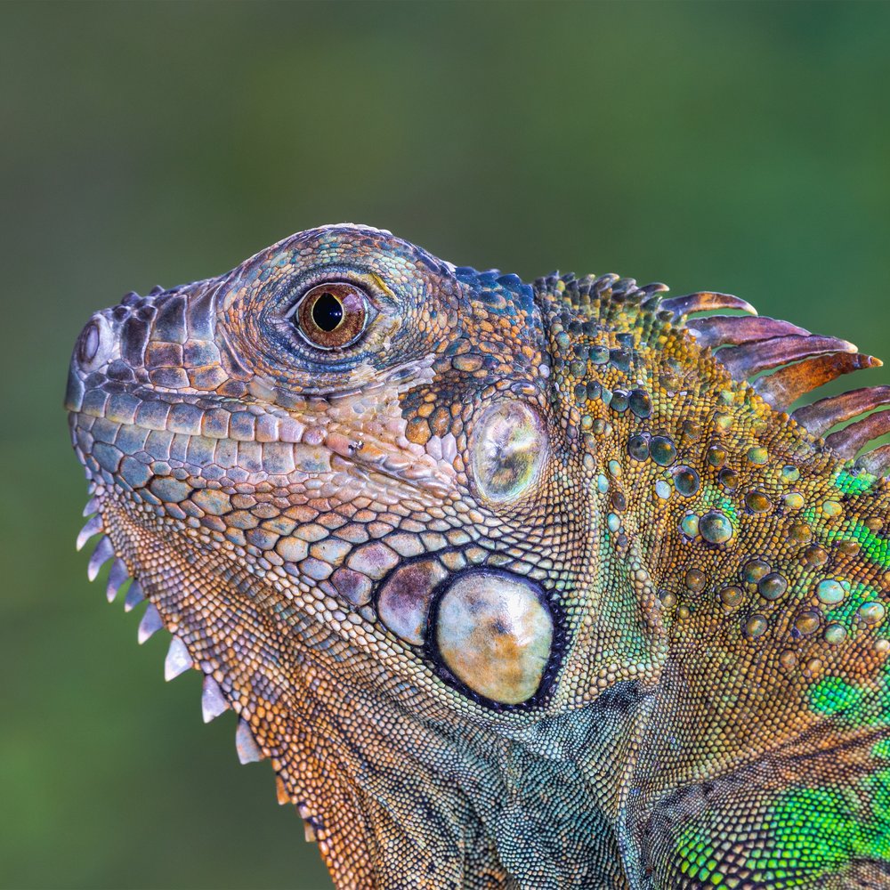 Vibrant Green Iguana