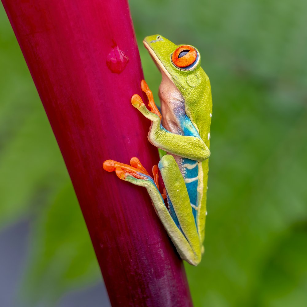 Vibrant Red-Eyed Frog