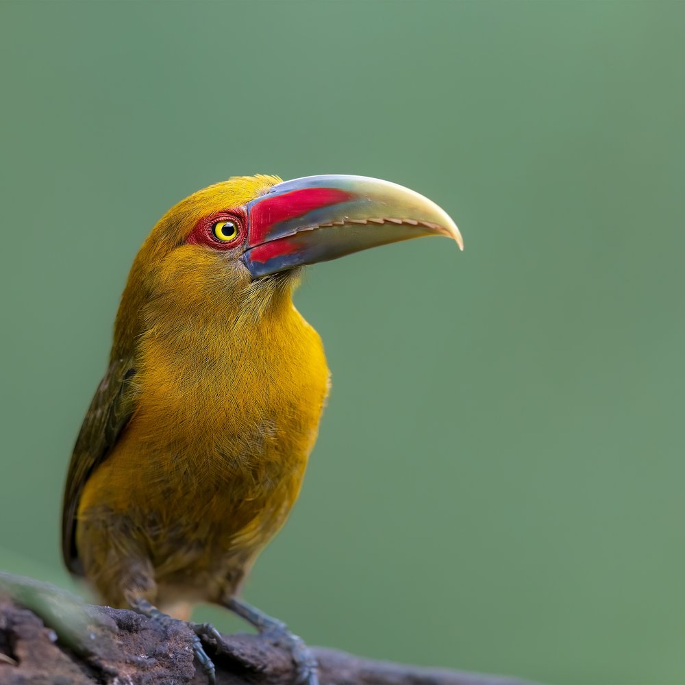 Vibrant Yellow Aracari