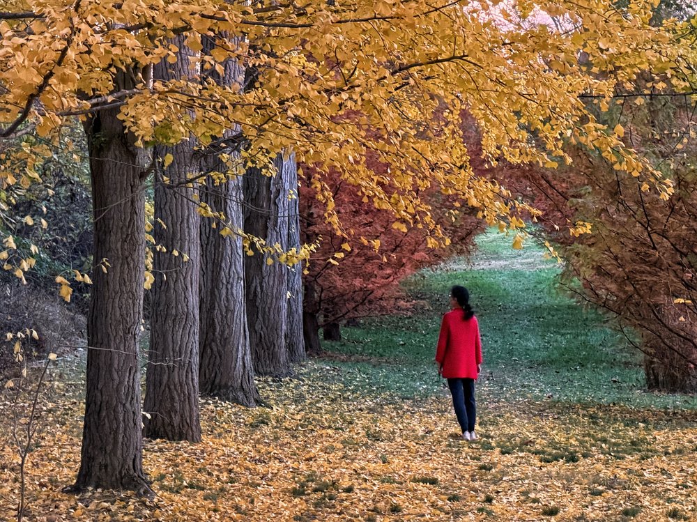 Woman on Golden Autumn Path
