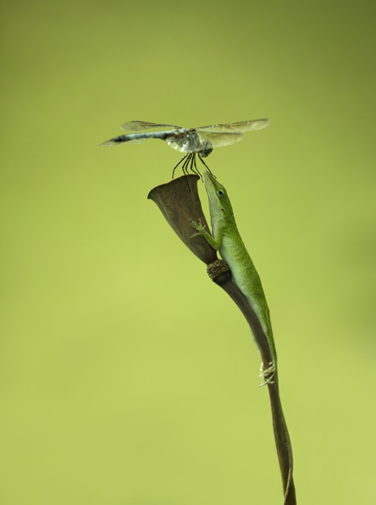 Green Anole Hunts Dragonfly