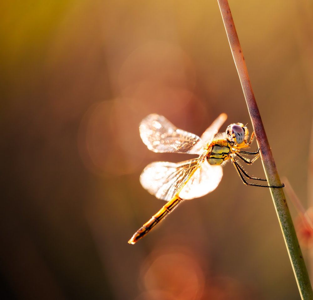 Dragonfly in Golden Light