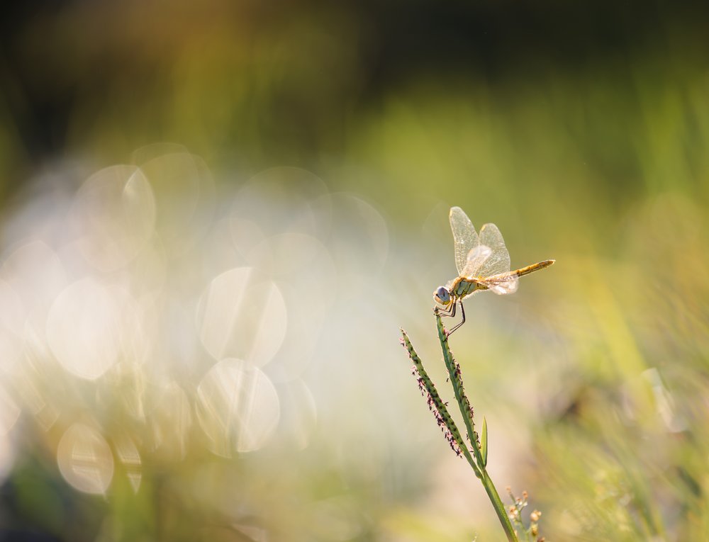 Dragonfly in Golden Light