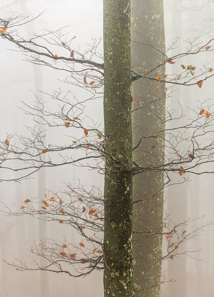 Misty Forest Branches